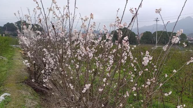 樱桃和覆盆子开花了